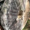36 Inch Granite Runner Millstone - Image 2