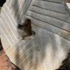 37 Inch Granite Runner Millstone